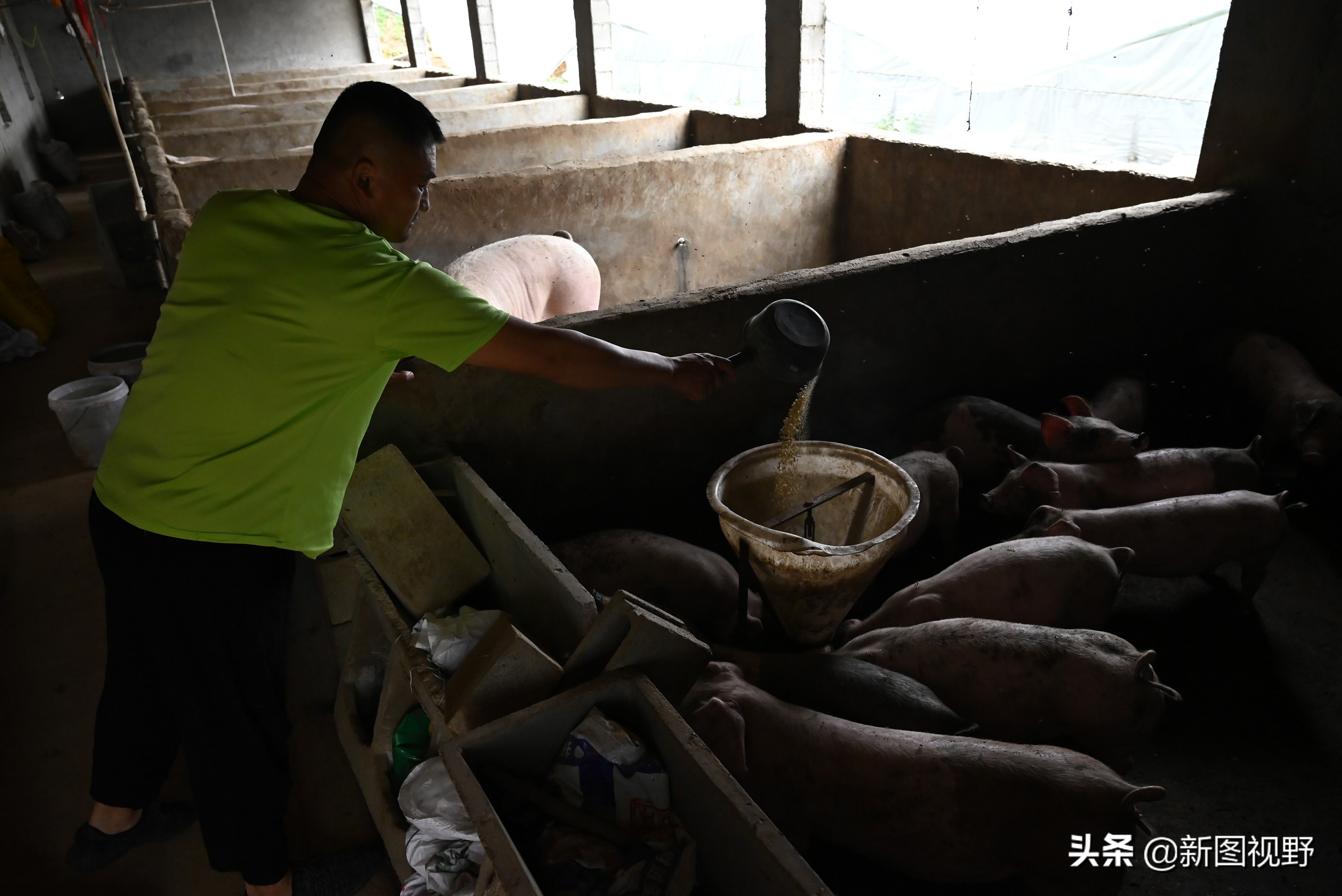 猪价下跌,夫妻“烤全猪”停烤2年后开烤,200斤烤肉出炉就卖光