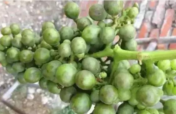 葡萄软果的原因及解决方法,葡萄轻轻一碰就掉粒怎么回事