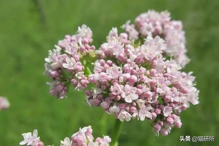 当猫咪第一次吸猫薄荷,猫咪会对薄荷过敏吗