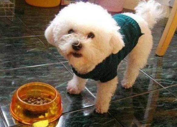 比熊上火有泪痕,比熊上火用什么眼药水