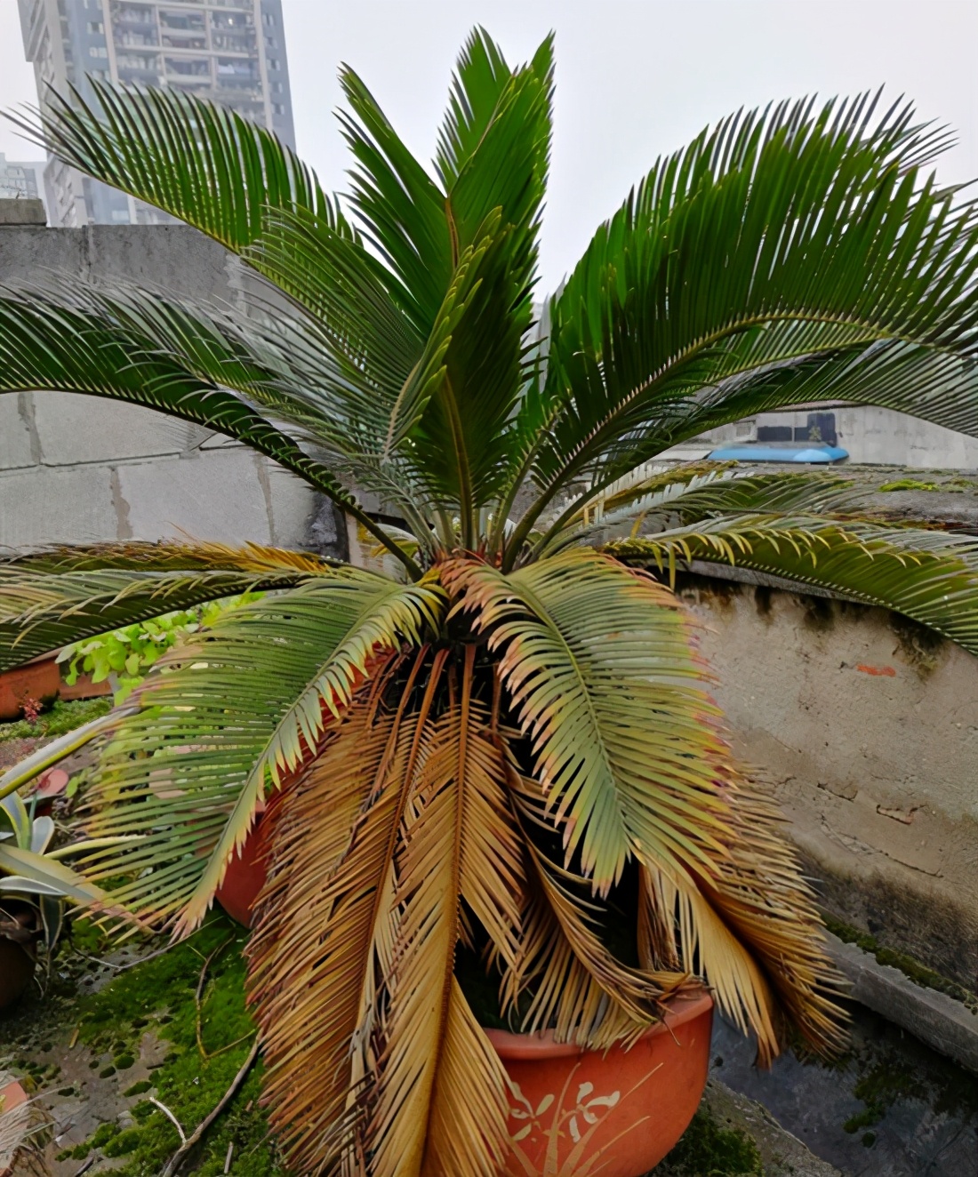 铁树用什么土好养活啊,铁树最好养的品种