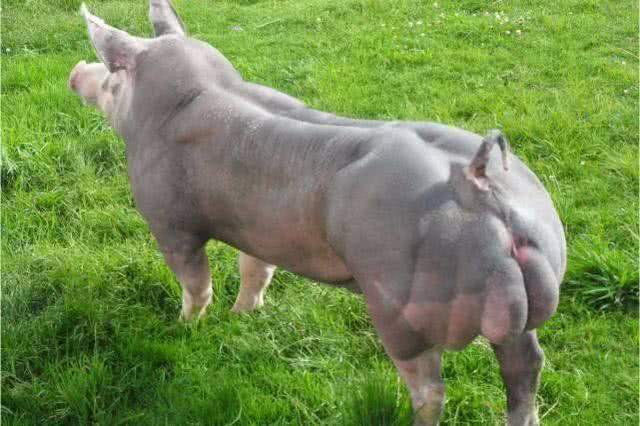 世界上真的存在蜘蛛侠吗,人类有可能变成蜘蛛侠吗