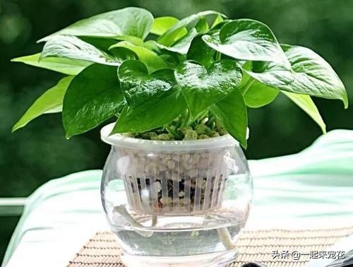 绿萝水培总是黄叶?只要3招,立马就绿回来