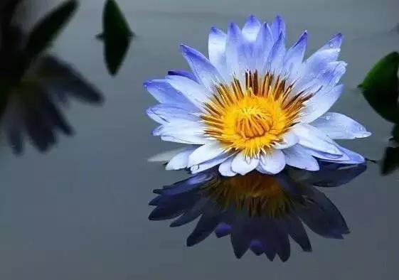 世界上最高贵最漂亮的花,世界上最名贵的花