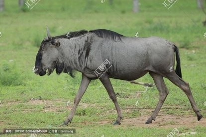 山海经都有哪些动物被证实存在,如果山海经的异兽真的存在