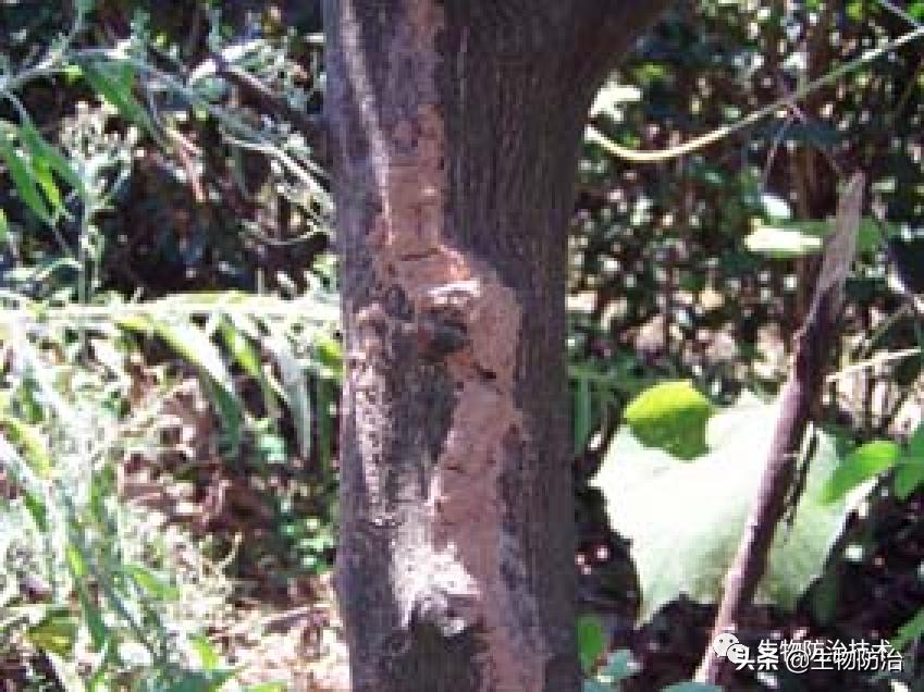 蛀干害虫是钻蛀害虫吗,果树枝干钻蛀害虫图片