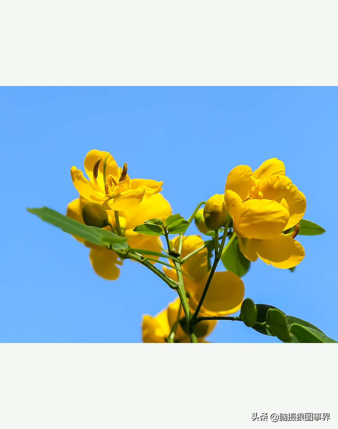 花卉拍摄中,多点对焦与单点对焦哪种更好?为什么主体不清晰?