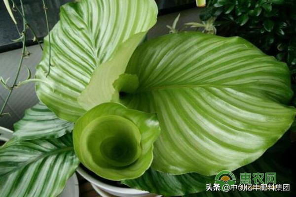 青苹果绿植叶子发黄,青苹果花叶子发黄怎么回事