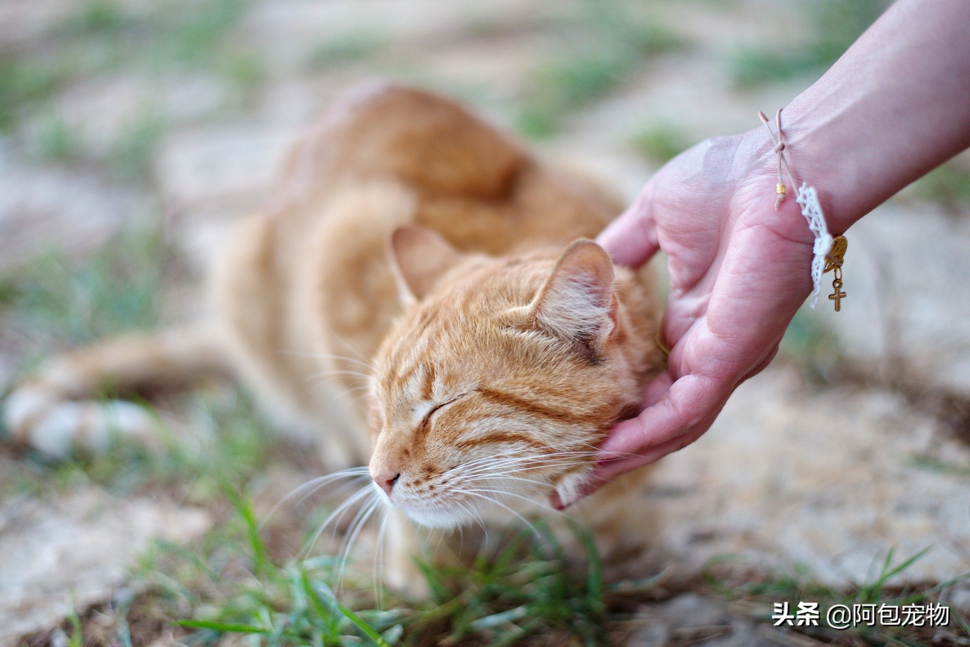怎样一招让猫咪变得温顺听话粘人,怎样才能让猫咪喜欢主人