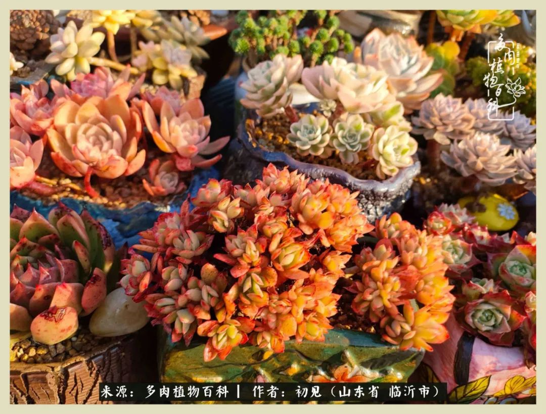 和多肉植物相伴,和多肉相处的心情