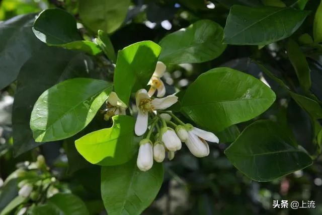 柚子叶洗澡是哪里的传统,柚子叶洗澡真的能转运么