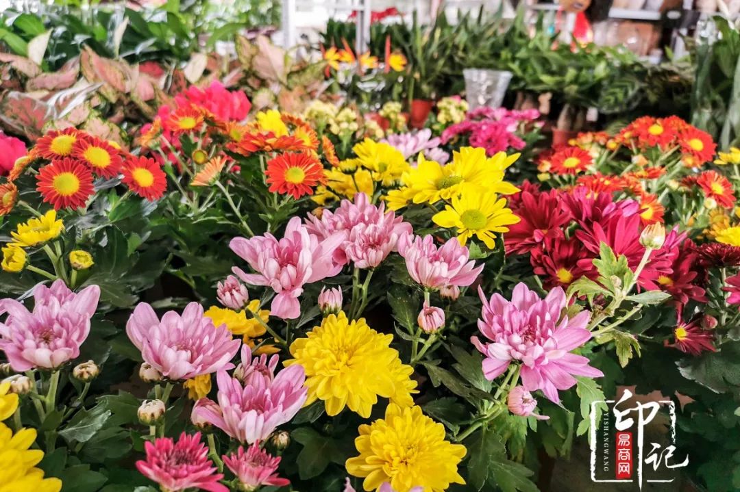 商丘道北花鸟批发市场,商丘花鸟宠物市场