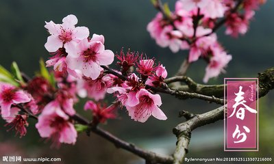 二十四节气春分食谱,二十四节气春分