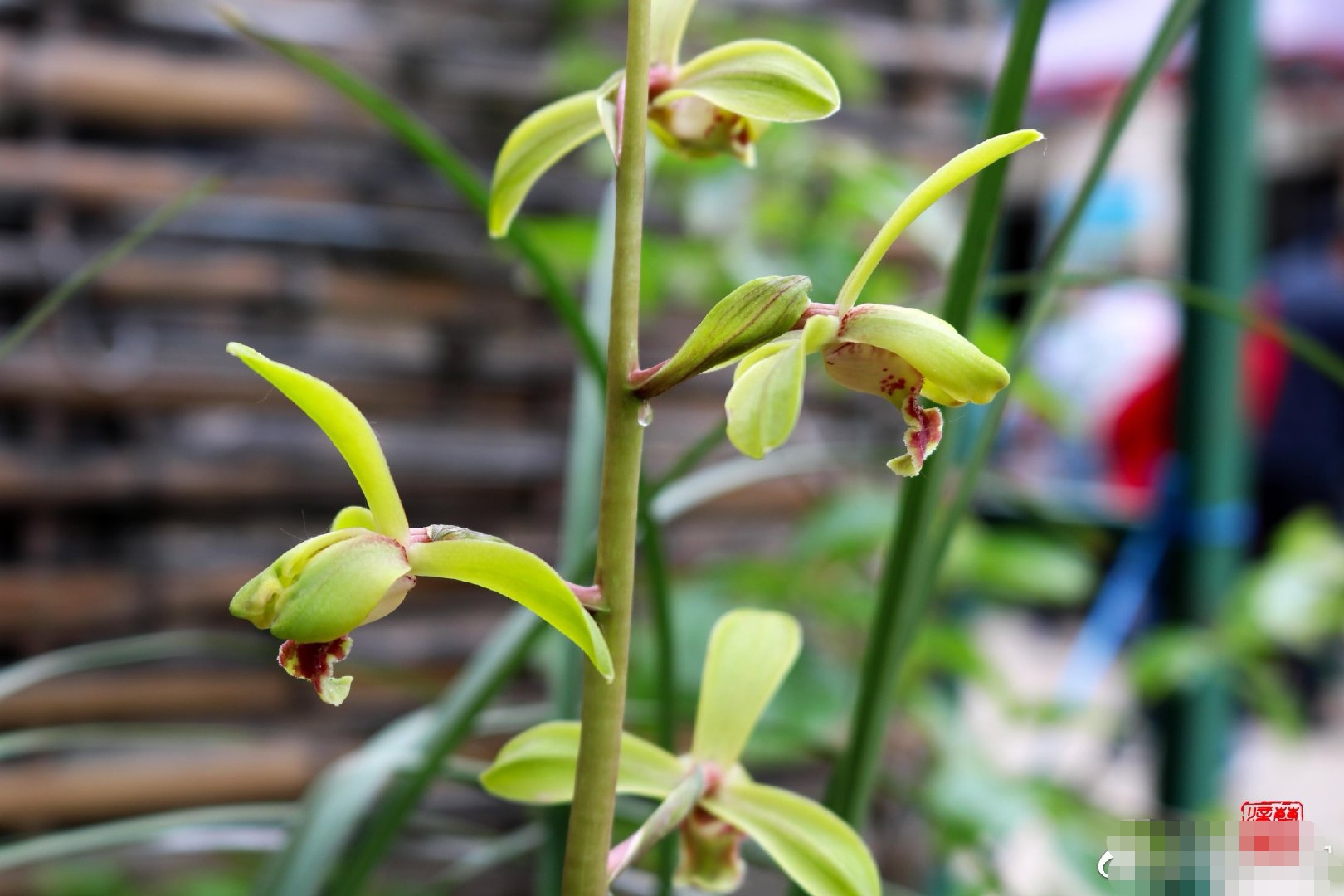 蕙兰老八种里最好看的品种,蕙兰中最值得入手的品种