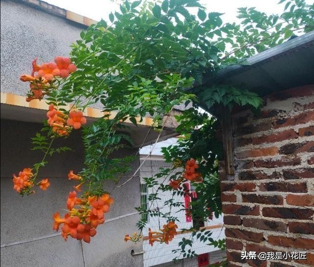 适合阳台种植的爬藤植物都有哪些,家庭阳台种什么爬藤植物比较好