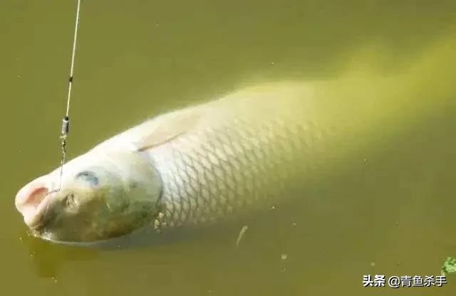 怎么选钓草鱼的钓点和时间,钓草鱼如何选择合适的钓点