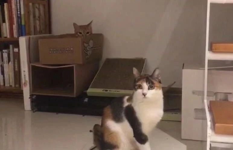 什么情况下猫粮能吃死猫,进口食品需要注意什么