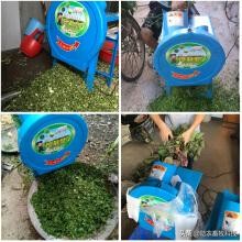 红薯藤喂猪怎么做效果最好,喂猪用哪种红薯藤最好