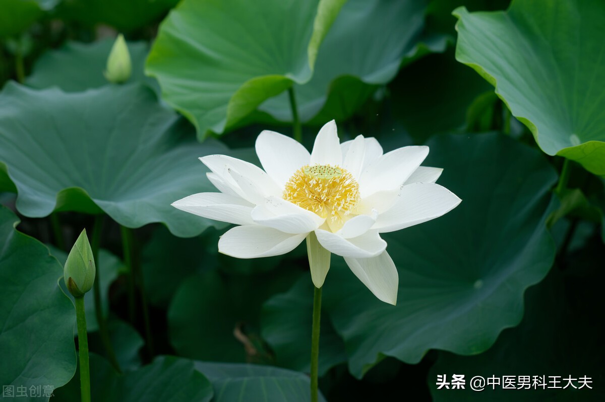 脾肾阳虚脉象沉,脾阳虚寒湿盛心阴不足