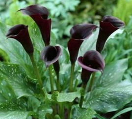 黑色的花,发光的暗夜精灵