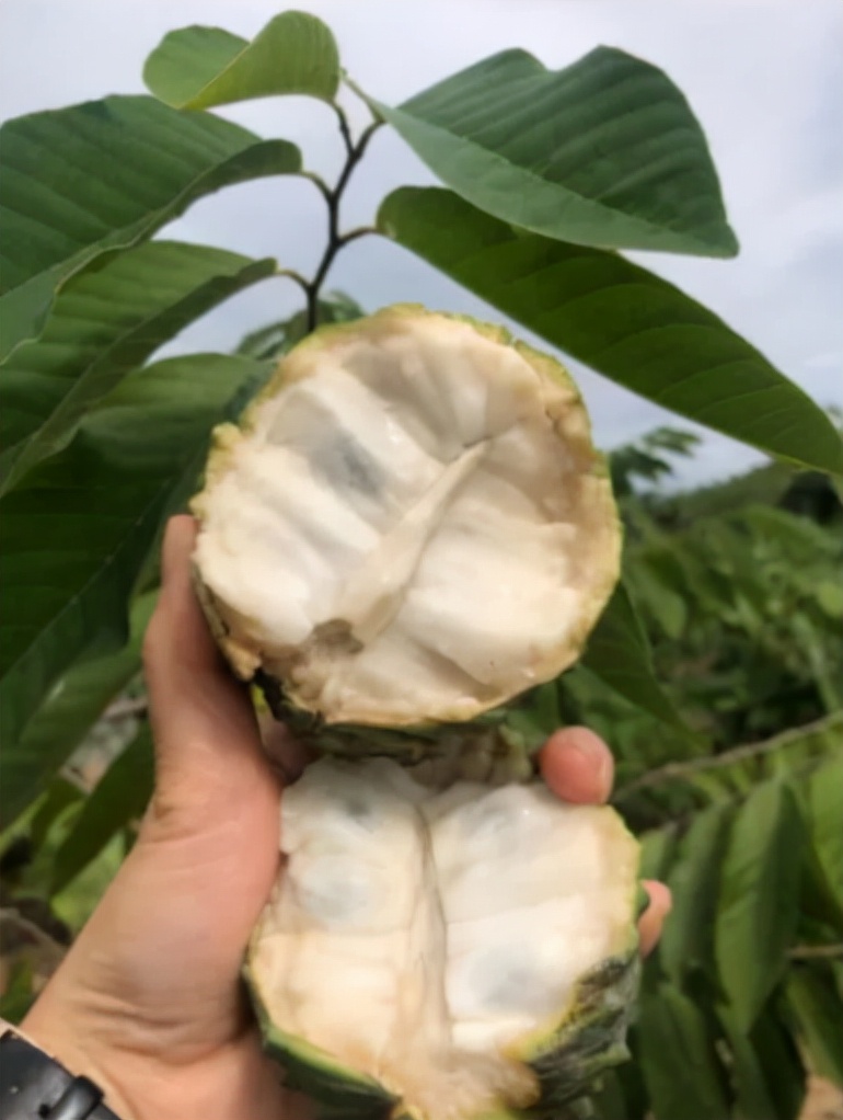 清远冬季水果,清远冬季水果采摘