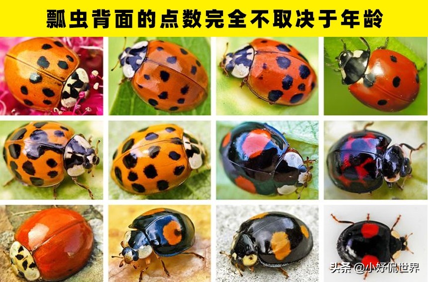 冷知识大揭秘我的世界,真实存在的奇怪冷知识