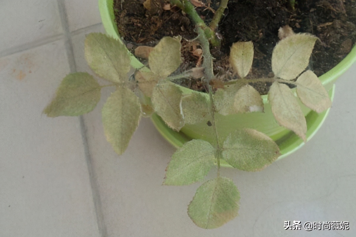 玫瑰叶子发黄是什么原因,玫瑰叶子发黄怎么回事