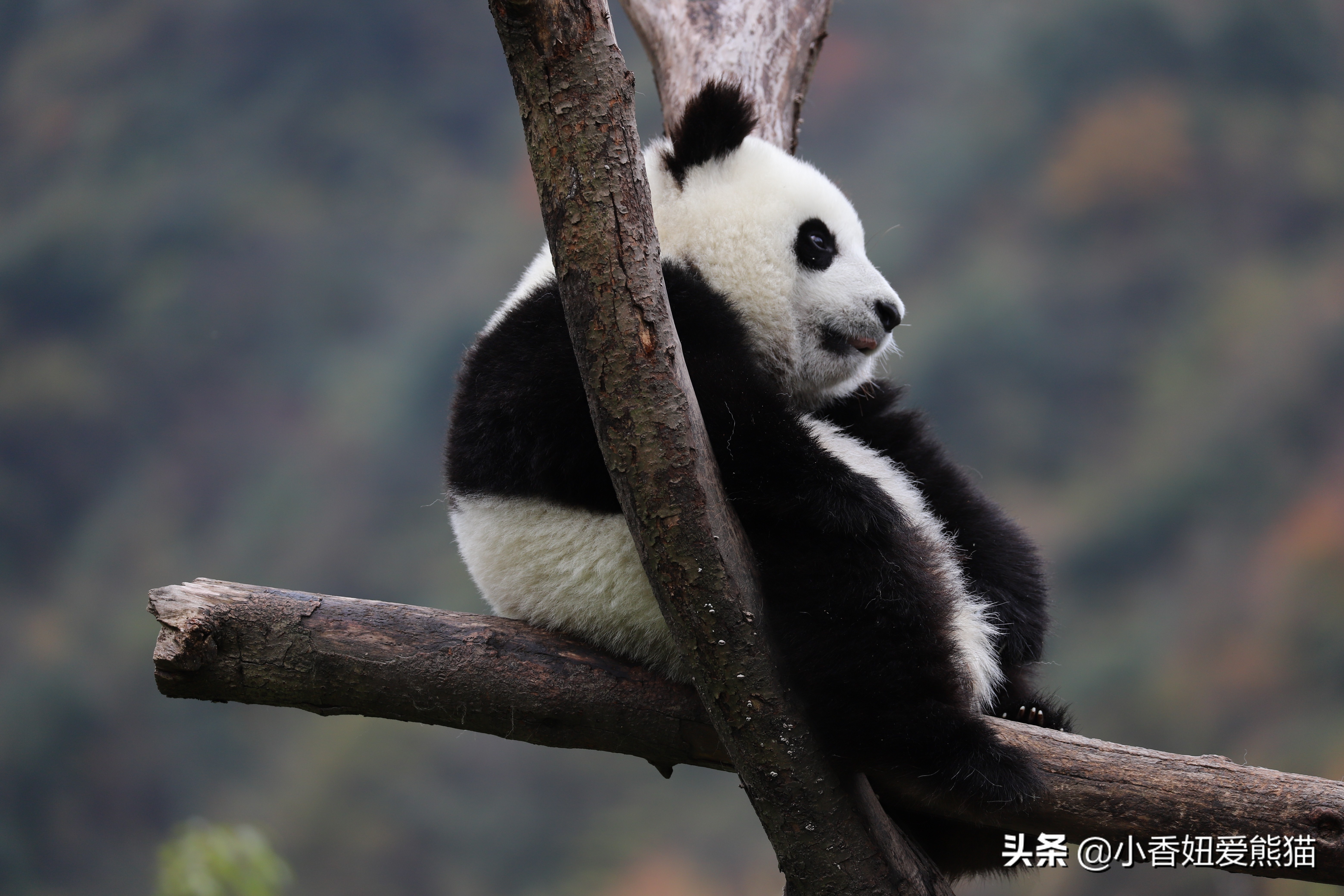 卧龙熊猫宝宝和宝力,卧龙熊猫基地熊猫宝宝
