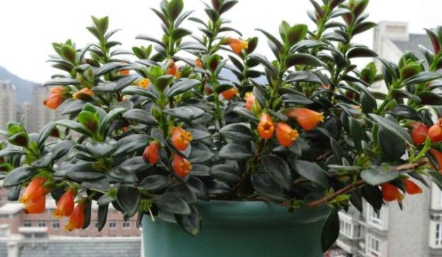 土培金鱼吊兰改水培要去根吗,金鱼吊兰如何养成粗壮的枝干