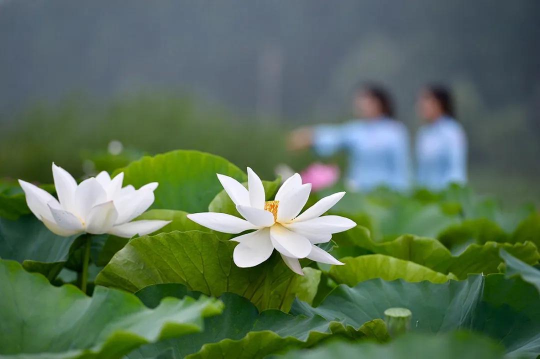 夏季最美荷花在哪里,山东最漂亮的荷花