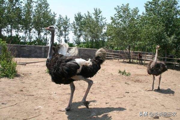 市场十几块一盒的鸡蛋,市场上几十块钱一只的是什么鸡