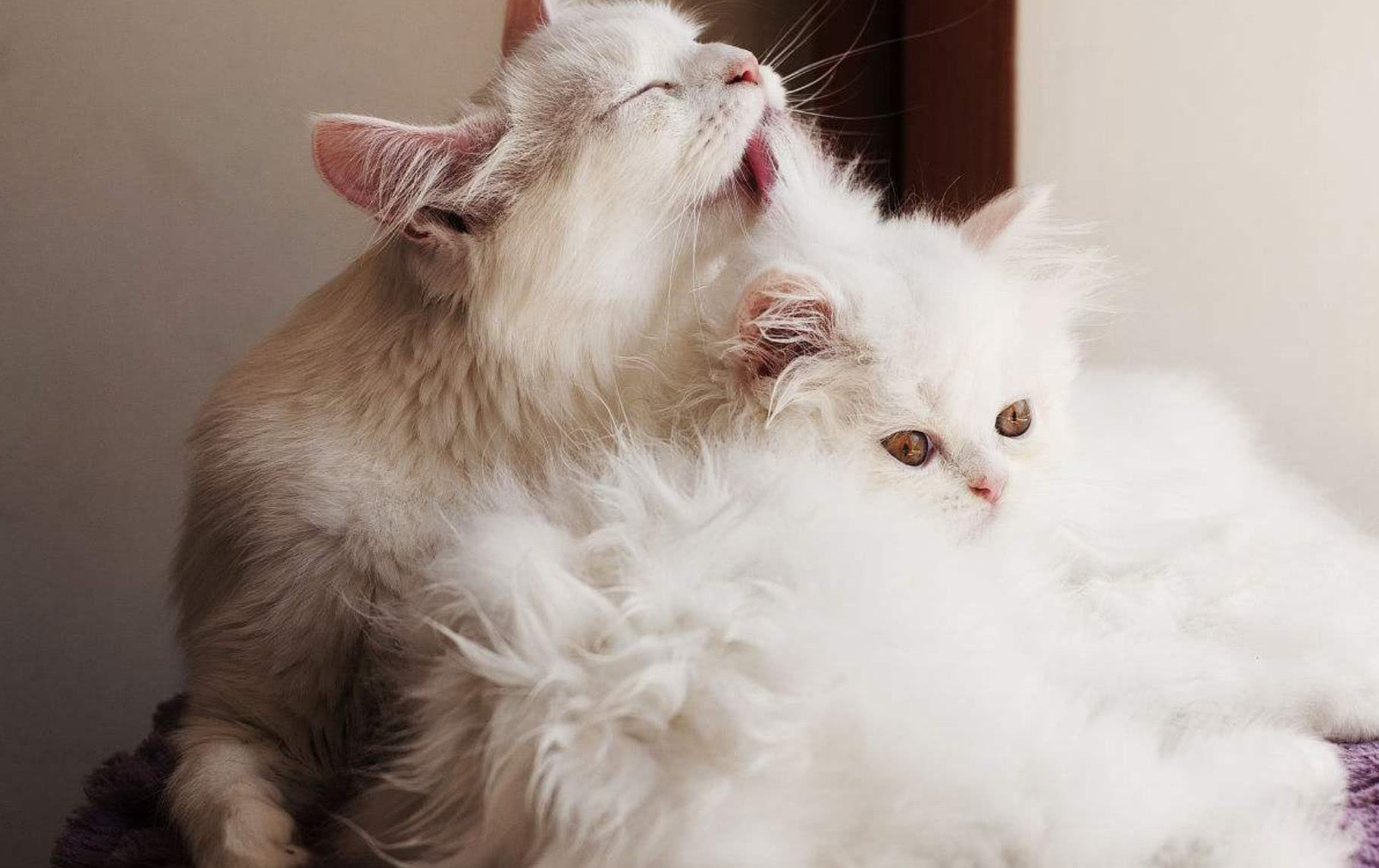 铲屎官要知道的猫咪小知识,养过猫才知道的冷知识长毛猫