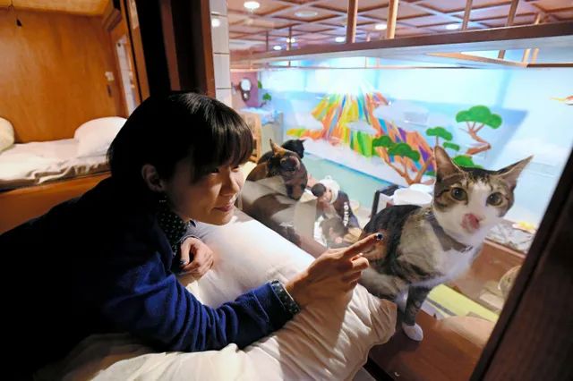 猫咖是不是会收留真猫咪打工,猫咪去猫咖打工是真的吗