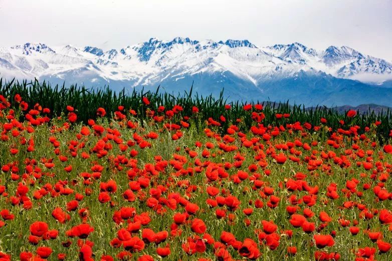 六月的北疆哪些地方值得去,六月的北疆解说