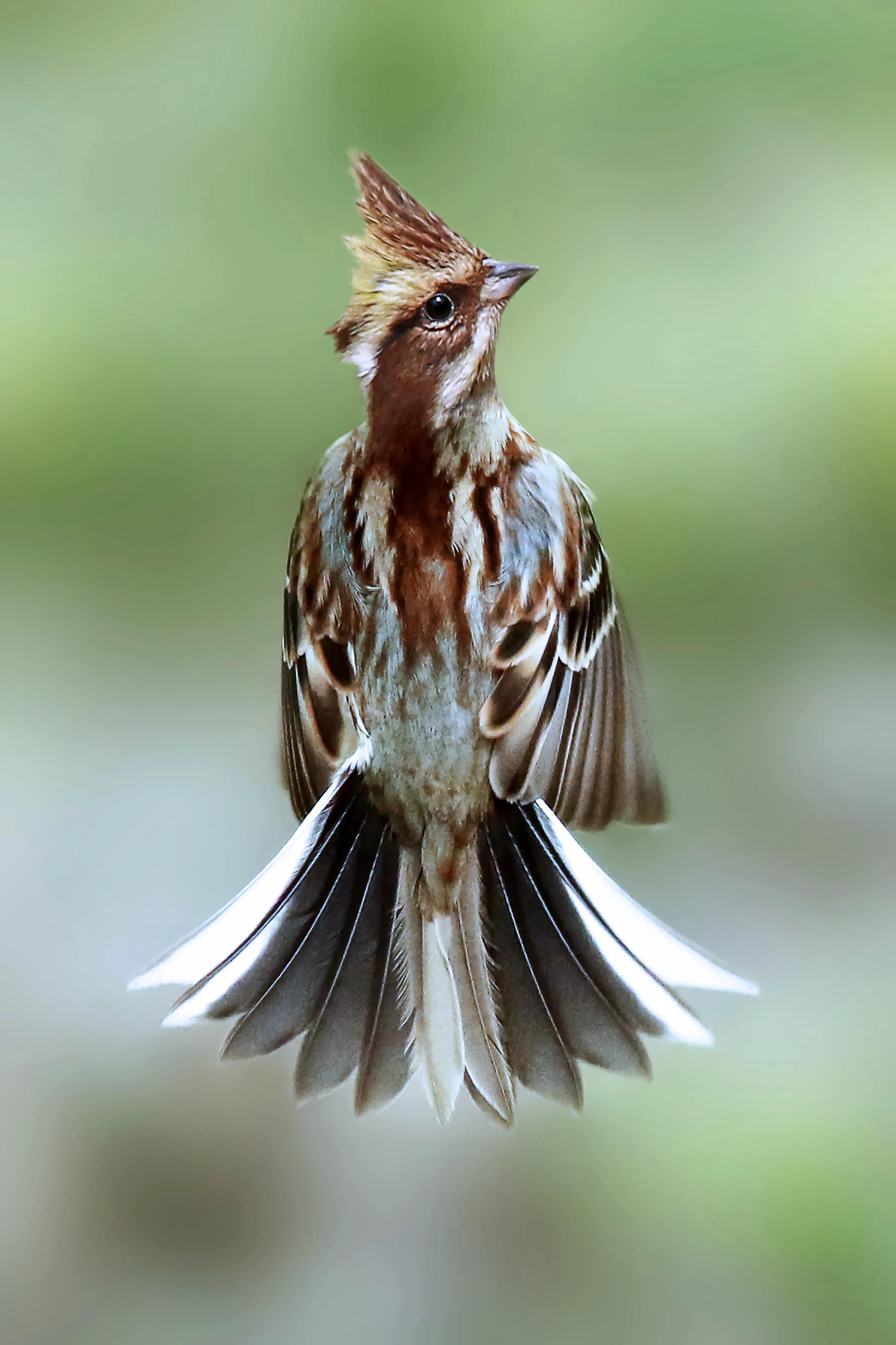 「关于“打鸟”」器材选择、机镜操控、拍摄习惯、注意事项等浅析