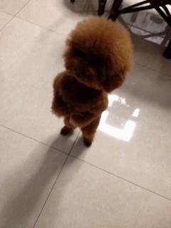 如何照顾好发情期的泰迪犬,泰迪犬照顾病人怎么办手续