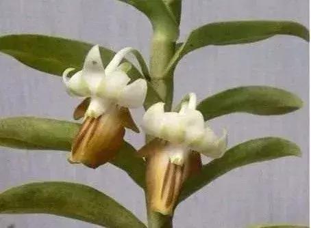 史上最全的兰花鉴赏,兰花品种之精品欣赏