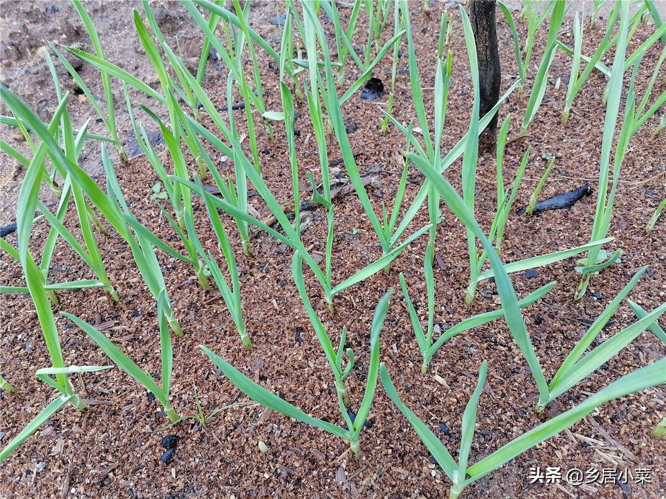 秋分后天气的变化,秋分之后天气冷怎么回事