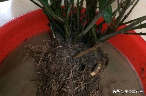 栀子花烂根最好的救活方法,栀子花烂根的补救办法