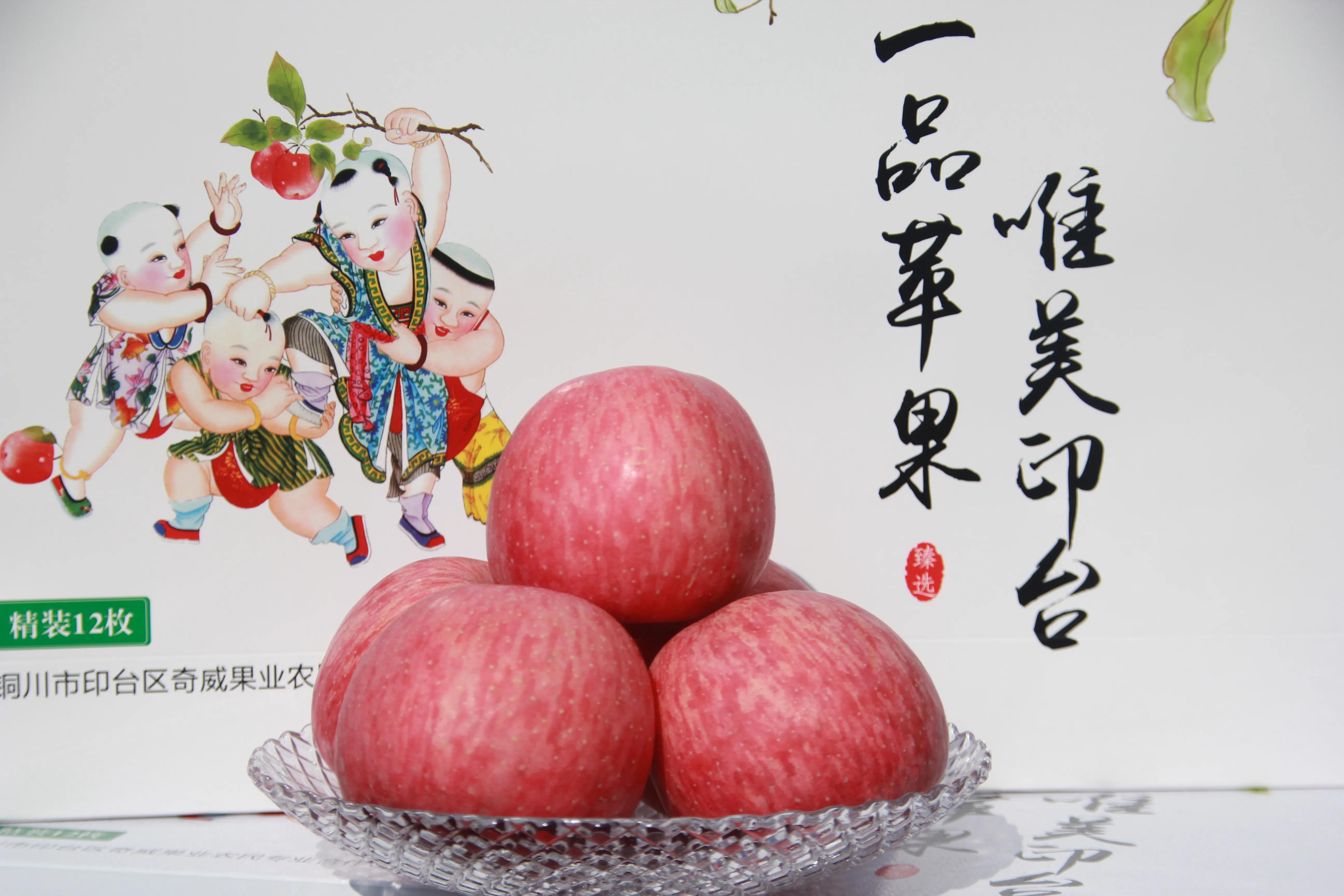 一品苹果·唯美印台,陕西果业产区行走进铜川印台区苹果优生区