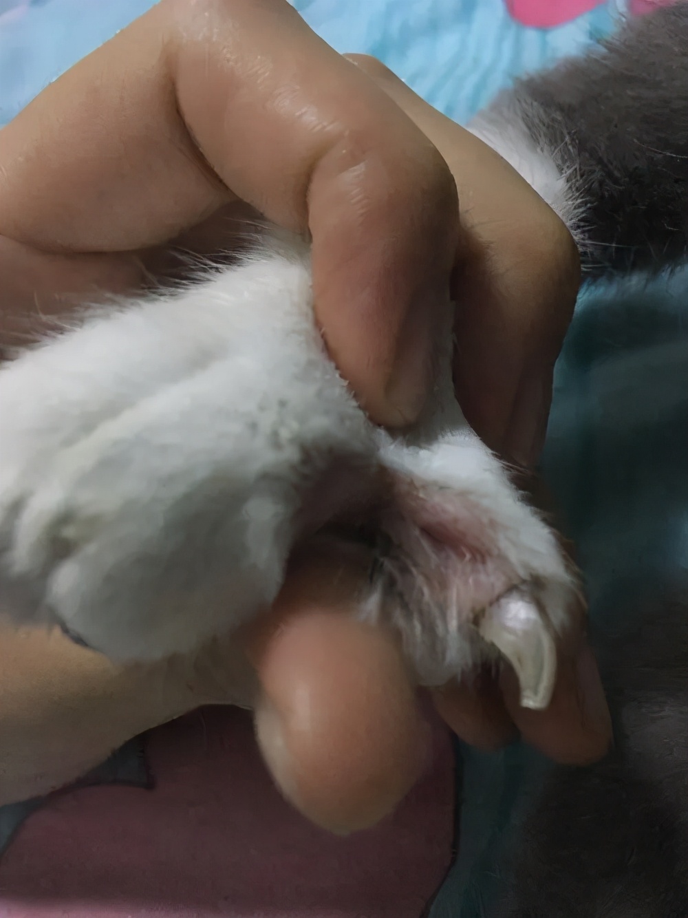 猫咪的臭臭正常是什么样子的,猫咪会对别的猫咪的气味敏感吗