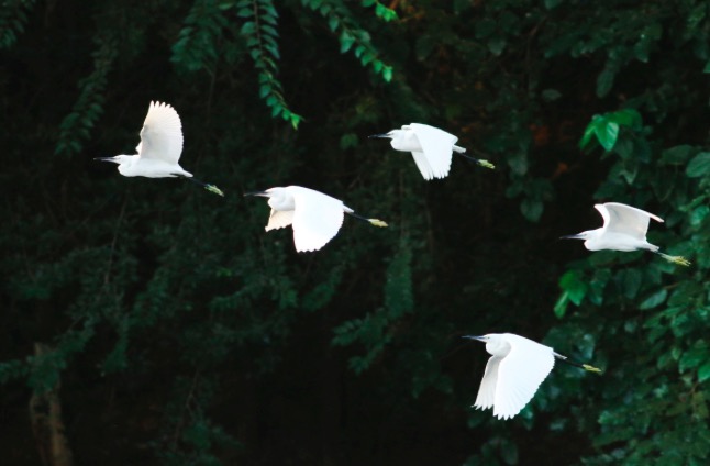 门泊东吴万里船写的是哪个季,门泊东吴万里船深意