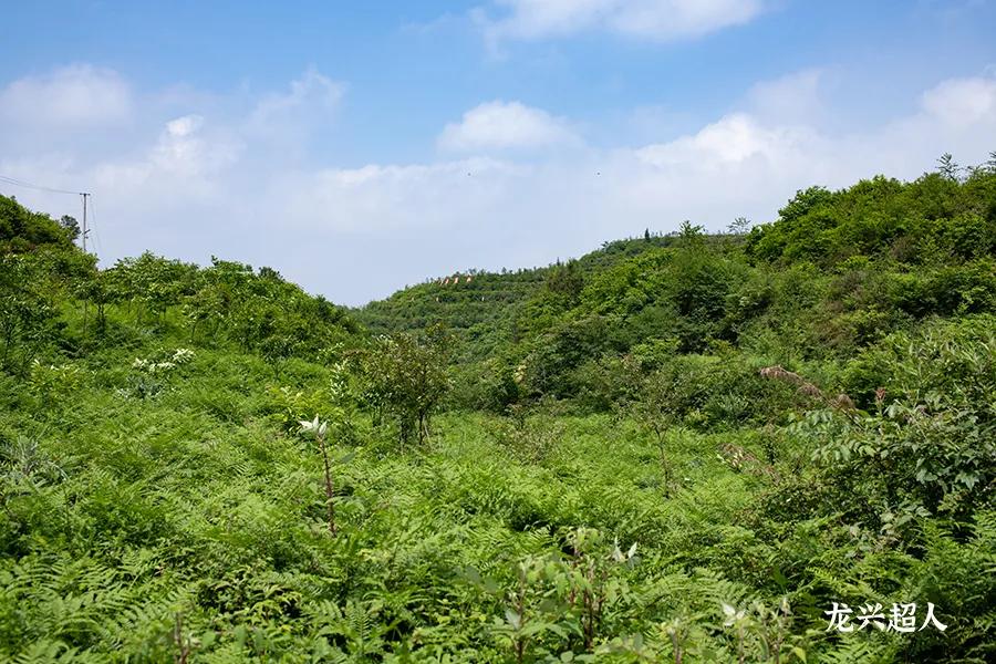 贵州的道地药材天麻,天麻属于哪里的道地药材