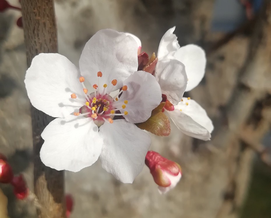 对最美的逆行者尊敬,不能叶公好龙