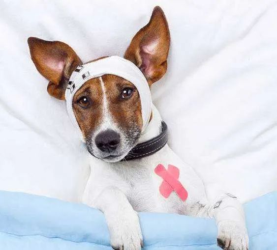 狗狗铲屎官必备小妙招,铲屎官必学的宠物急救法