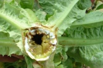 莴笋抽薹的原因与控制技巧,莴笋发芽徒长怎么办