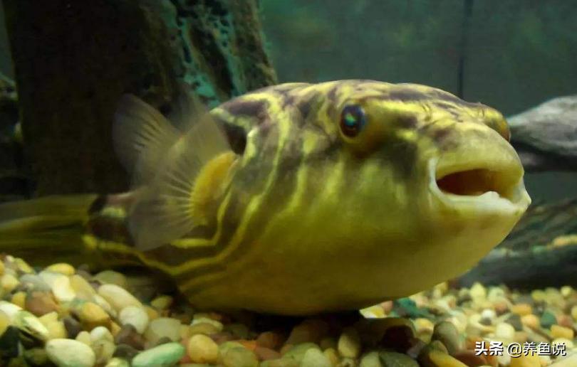 观赏鱼喂什么可增强体质,观赏鱼如何增强体质