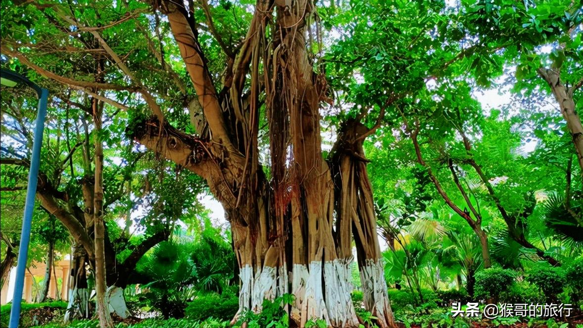 滨海森林公园,被遗忘的滨海新区