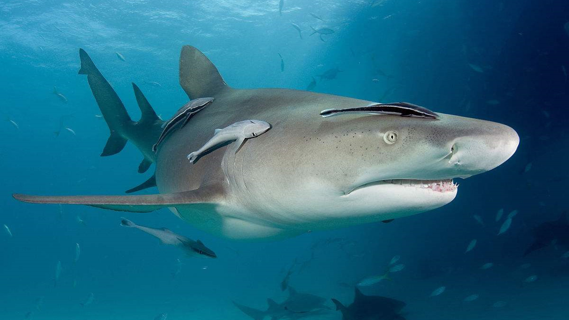 敢在鲨鱼背上撒野的吸盘鱼,曾被当做“猎鱼”,最爱搭顺风车周游