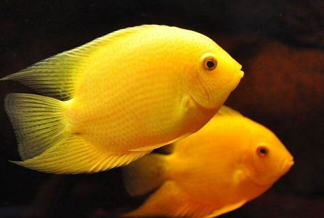 肯梅塔菠萝鱼饲养环节,如何饲养菠萝鱼